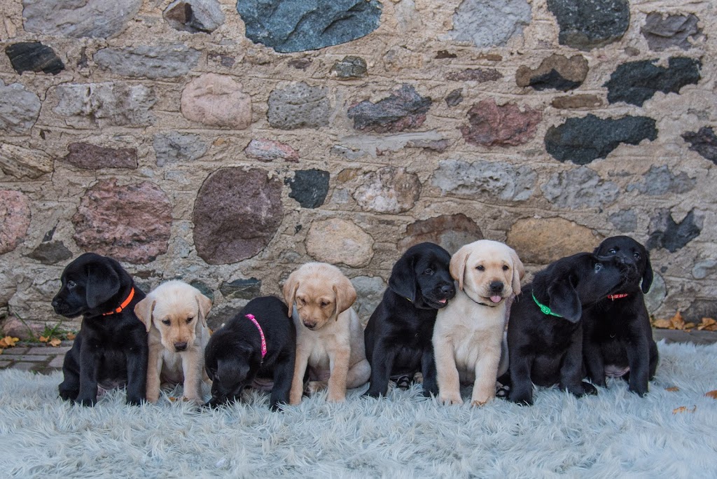 National Service Dogs | 1286 Cedar Creek Rd, Cambridge, ON N1R 5S5, Canada | Phone: (519) 623-4188