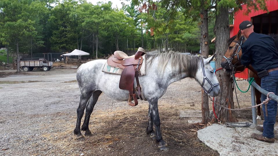 Kicking Mule Riding Stables & Cook House | 55 Gauthier Rd, Tehkummah, ON P0P 2C0, Canada | Phone: (705) 859-1040