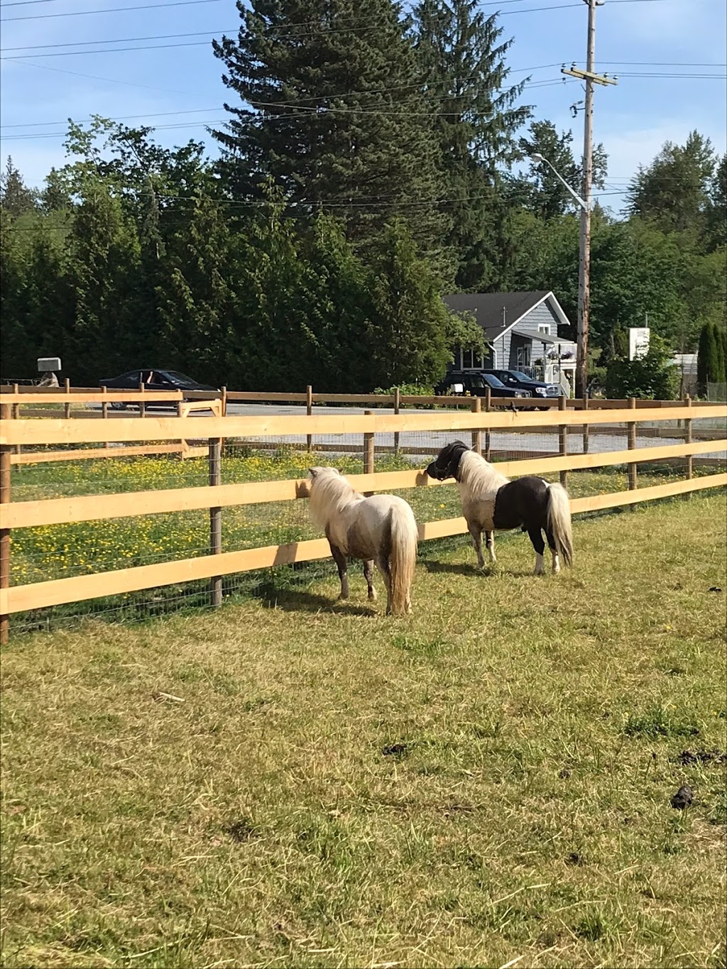 Meadows Family Farm | 24331 Dewdney Trunk Rd, Maple Ridge, BC V4R 1W7, Canada | Phone: (604) 790-9934