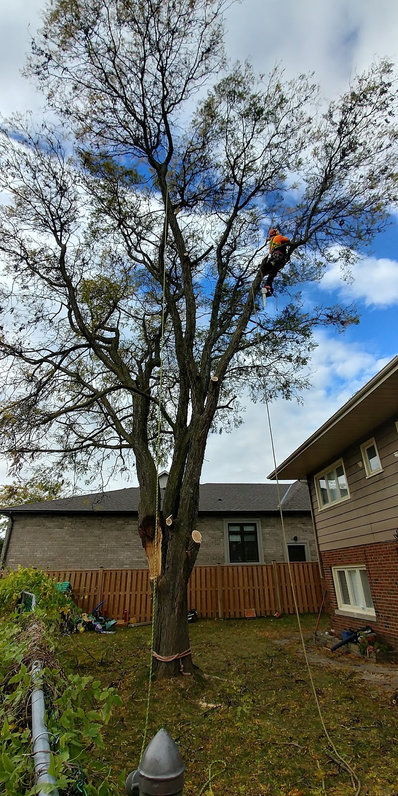 Evolution Tree Care | East Gwillimbury, ON L9N 0E6, Canada | Phone: (647) 521-7425