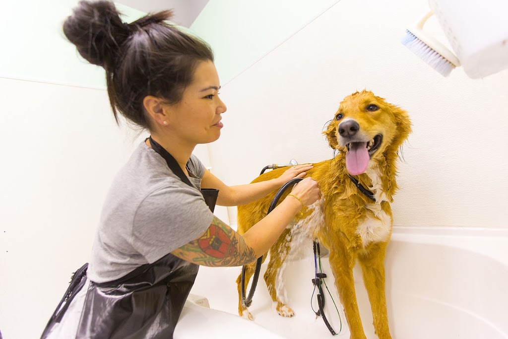 Fetch! Dog Daycare & Grooming | 1037 C Ridgeway Ave, Coquitlam, BC V3J 1S6, Canada | Phone: (604) 939-0059