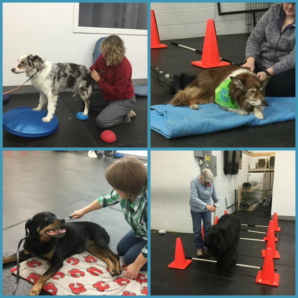 Canine Fitness Centre | 4515 Manhattan Rd SE, Calgary, AB T2G 4B3, Canada | Phone: (403) 204-0823