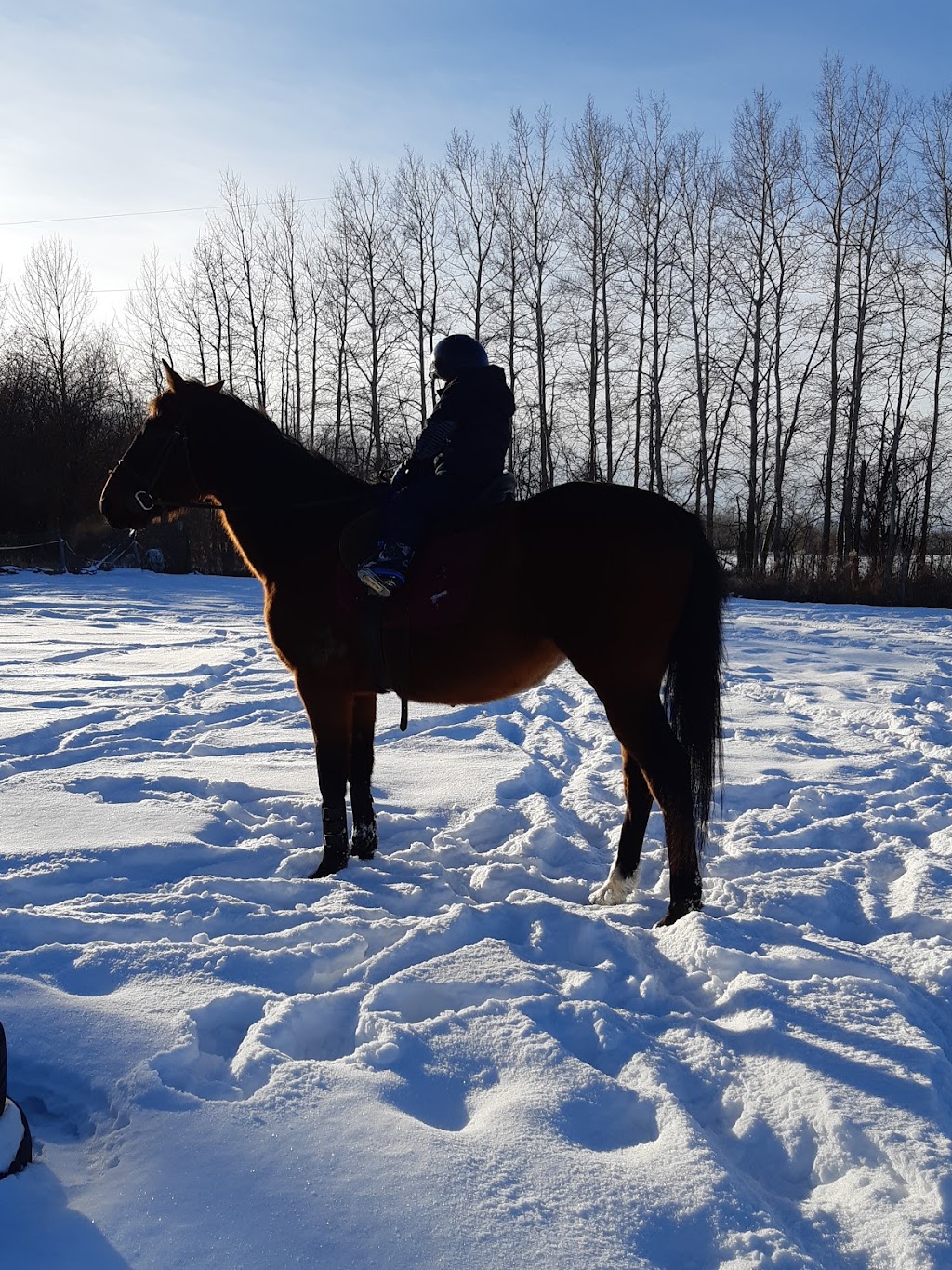 Full Motion Advantage - Equine | RR1, Busby, AB T0G 0H0, Canada | Phone: (780) 720-3448