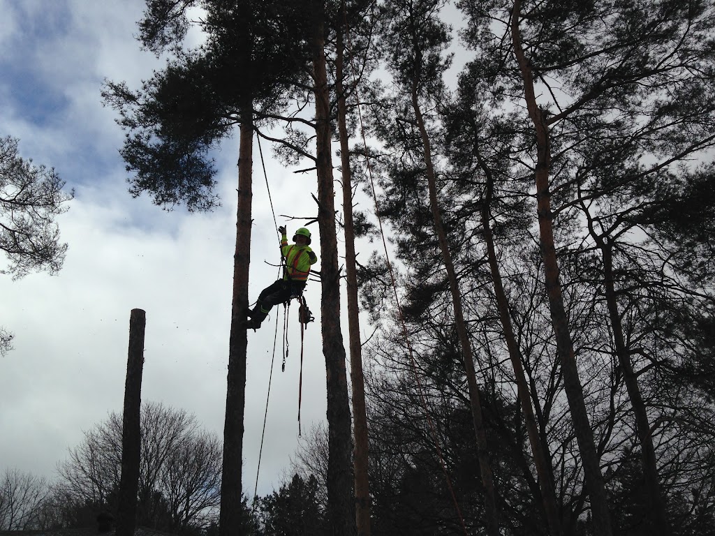 Timberjack Tree Service | 158074 7th Line, Meaford, ON N4L 1W5, Canada | Phone: (705) 716-5000