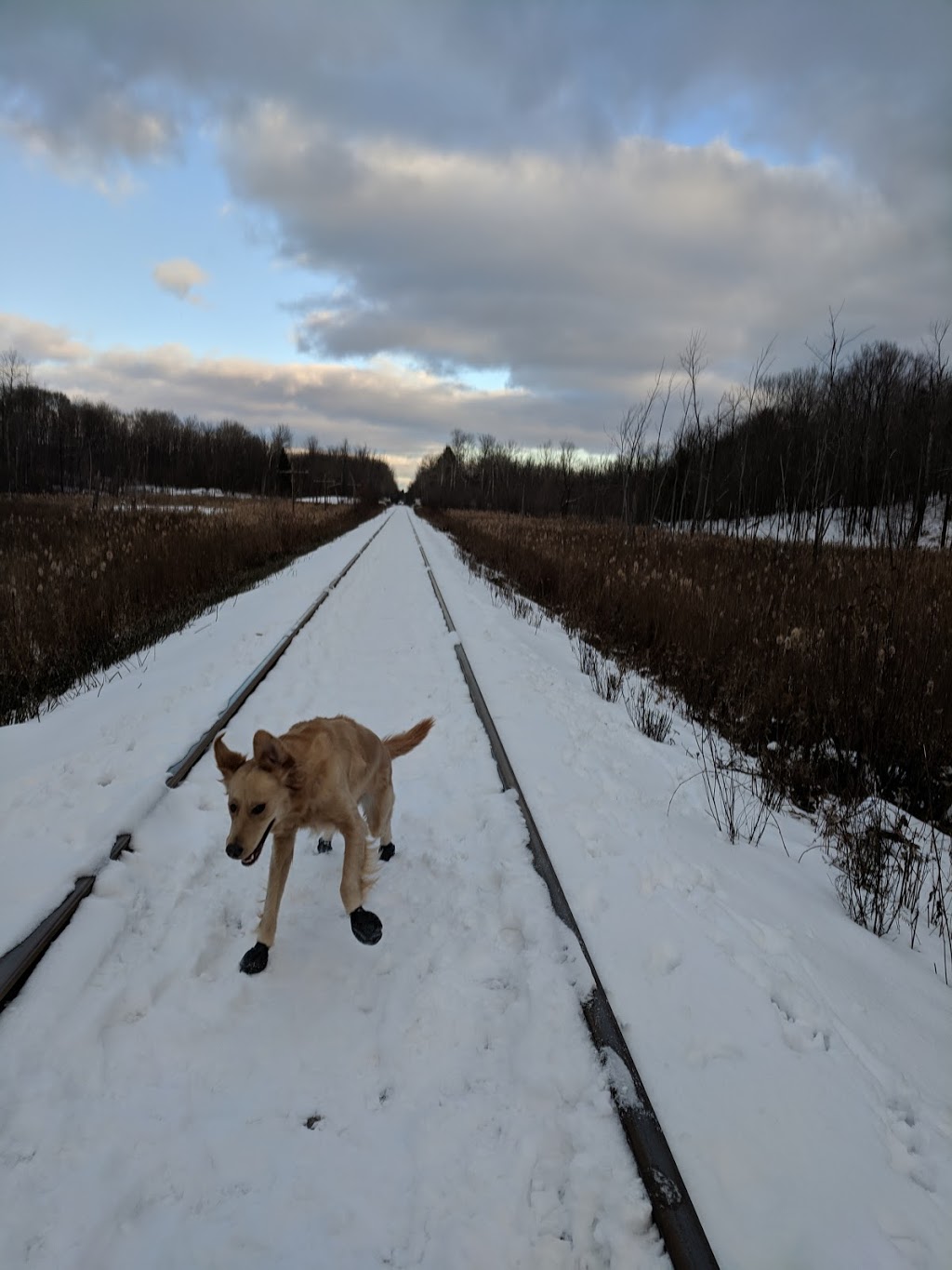 Parc a Chien sans laisse | District Bellevue, Gatineau, QC J8P 1T3, Canada