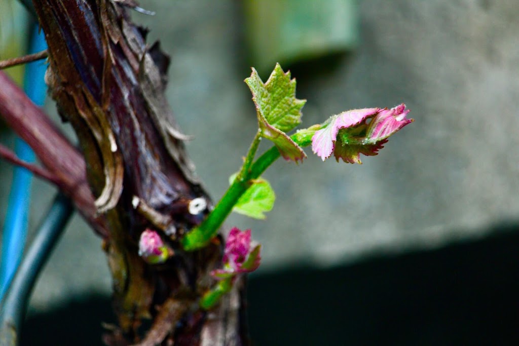 Vignoble et Domaine des Arômes | 128 Chem. Pleasant Valley N, Saint-Bernard-de-Lacolle, QC J0J 1V0, Canada | Phone: (450) 874-1608