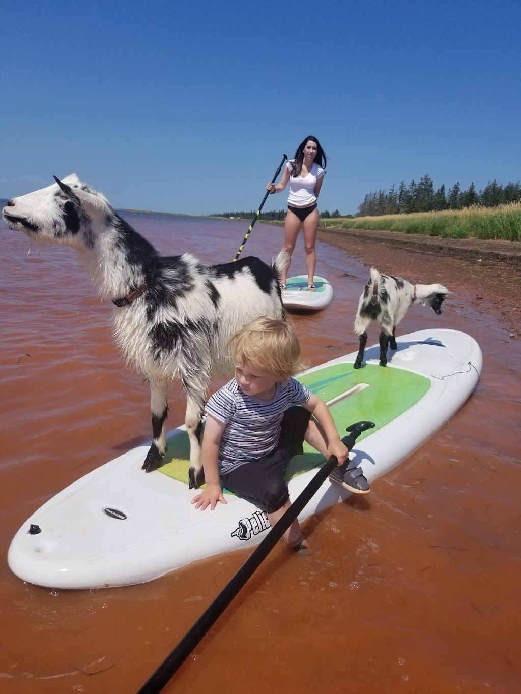 Beach Goats | 10143 PE-11, St Chrysostome, PE C0B 1Y0, Canada | Phone: (902) 315-1897