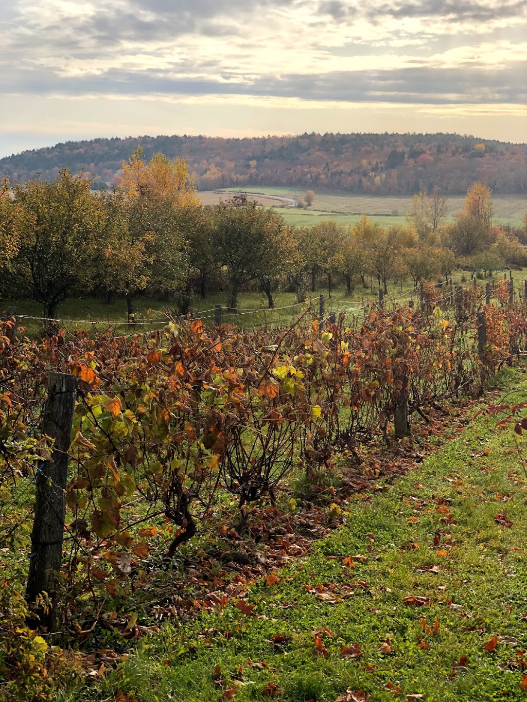 Clos Sainte-Thècle | SUR RENDEZ-VOUS SEULEMENT, 171 Rue du Vignoble, Sainte-Thècle, QC G0X 3G0, Canada | Phone: (581) 781-8468