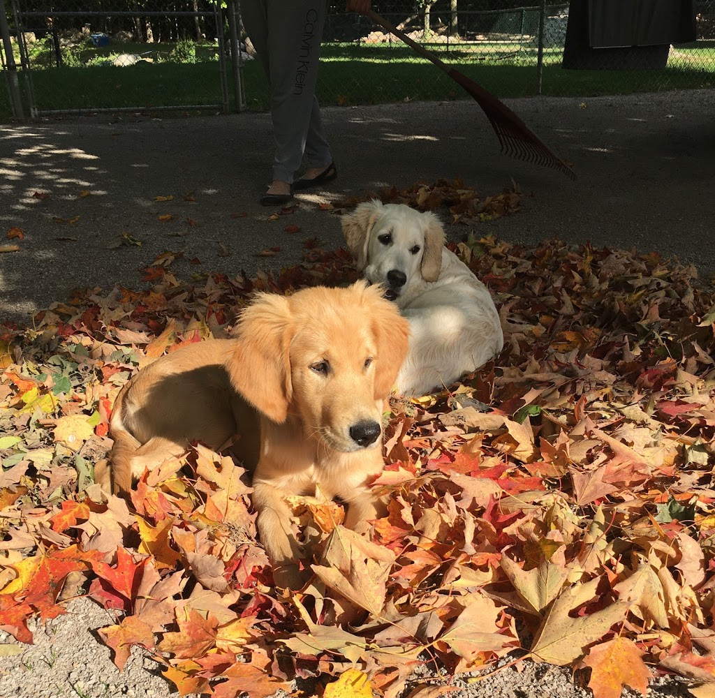 Maple Trails Boarding Kennel | 4278 Hogg Valley Rd, Victoria Harbour, ON L0K 2A0, Canada | Phone: (705) 534-3300