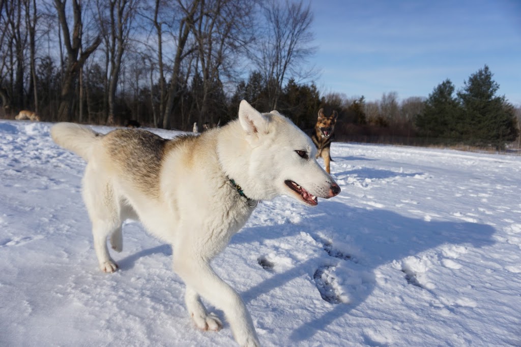 Thousand Islands Dog Resort | 1490 2, Kingston, ON K7L 4V1, Canada | Phone: (613) 546-6414