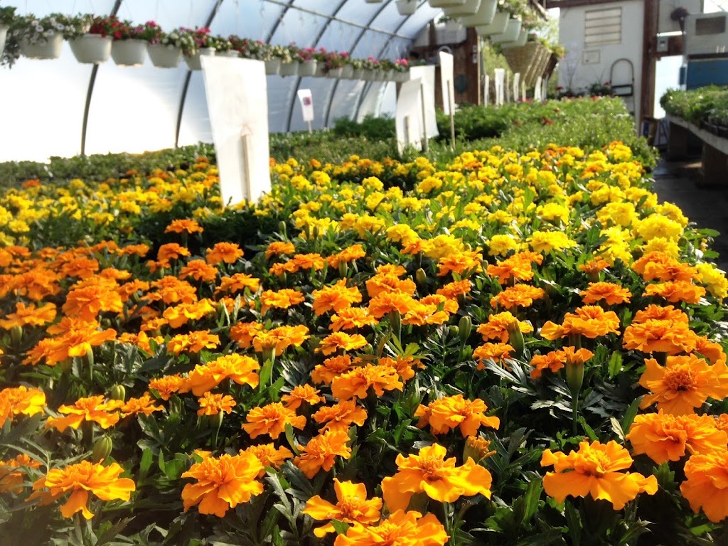 Neilys Greenhouse and Gardens | 10139 Nova Scotia Trunk 1, Paradise, NS B0S 1R0, Canada | Phone: (902) 824-1144