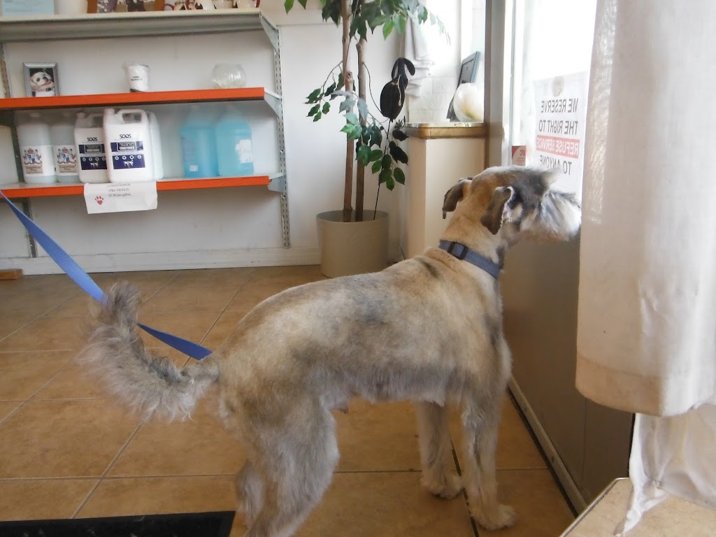 Bubbles Dog Grooming | 1514 9 Ave S, Lethbridge, AB T1J 3A3, Canada | Phone: (403) 329-1231