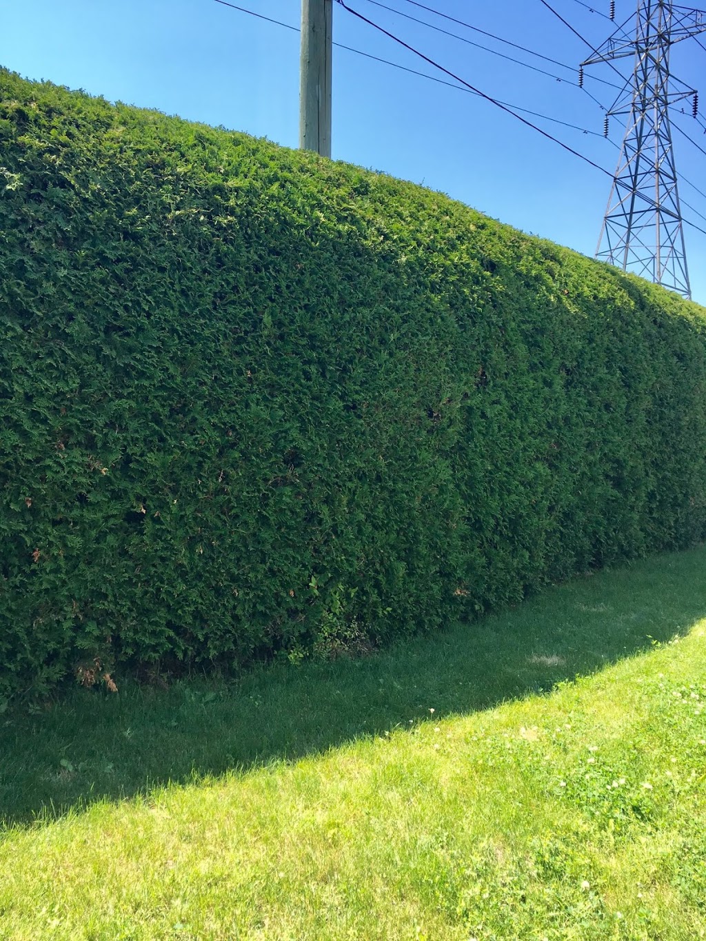 CedarSmith Hedge Trimming Kanata | 14 Binscarth Crescent, Kanata, ON K2L 1S1, Canada | Phone: (613) 851-5750