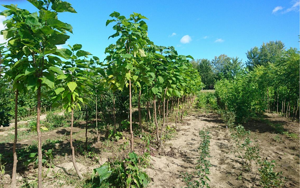 Nutcracker Nursery and tree farm inc. | 320 Rang de la Rivière So, Maskinongé, QC J0K 1N0, Canada | Phone: (819) 386-4834