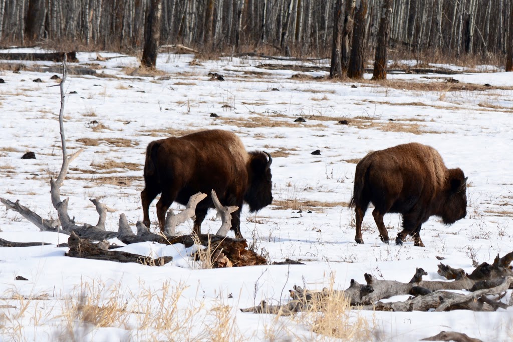 Bison loop road | Unnamed Road, Ardrossan, AB T8G 2A6, Canada