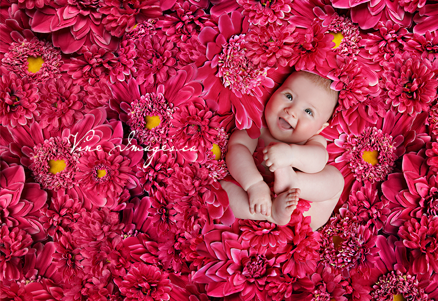 Vine Images Inc Julie Johnson Photography | 2173 Berwick Dr, Burlington, ON L7M 5C2, Canada | Phone: (905) 335-9486