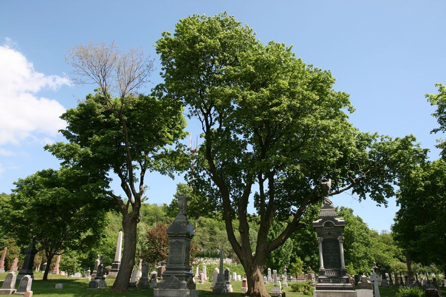 Mount Royal Cemetery | 1297 Chemin de la Forêt, Outremont, QC H2V 2P9, Canada | Phone: (514) 279-7358