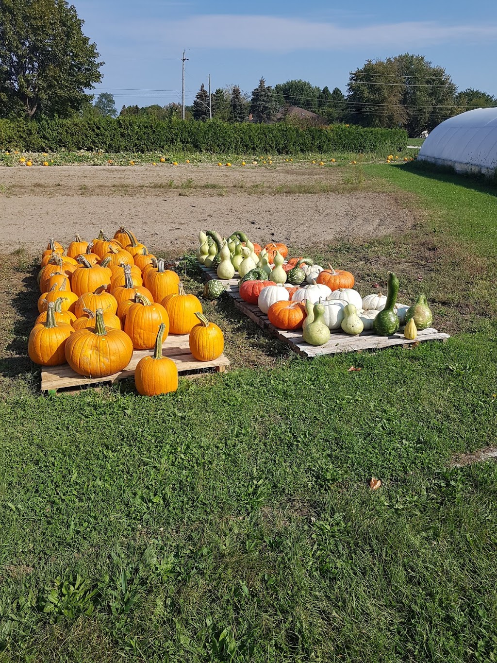 Macklins Farm Produce | 2155 Lakeshore Rd, Sarnia, ON N7T 7H4, Canada | Phone: (519) 869-4255