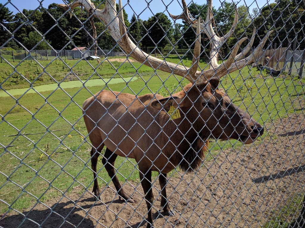 Zoo St-Édouard | 3381 Rang des Chutes, Saint-Édouard-de-Maskinongé, QC J0K 2H0, Canada | Phone: (819) 268-5150