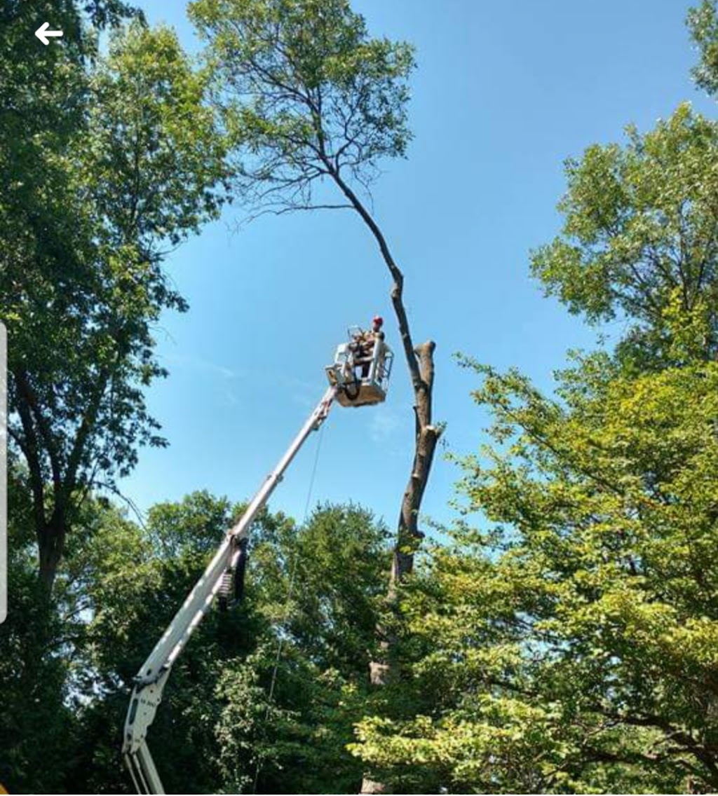 Git-R-Down Tree Service | 178 ON-30, Brighton, ON K0K 1H0, Canada | Phone: (613) 849-8789