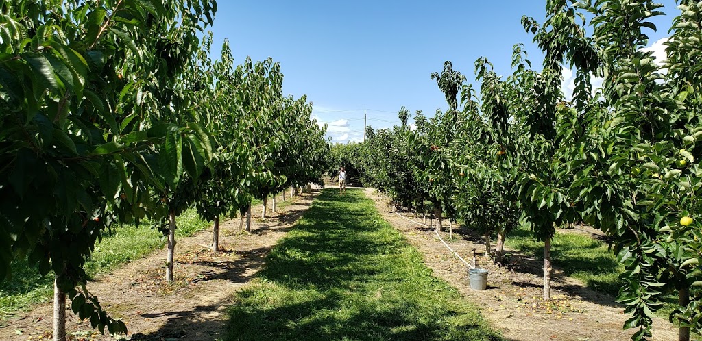 Kempf Orchards | 1409 Teasdale Rd, Kelowna, BC V1P 1C8, Canada | Phone: (250) 765-1797