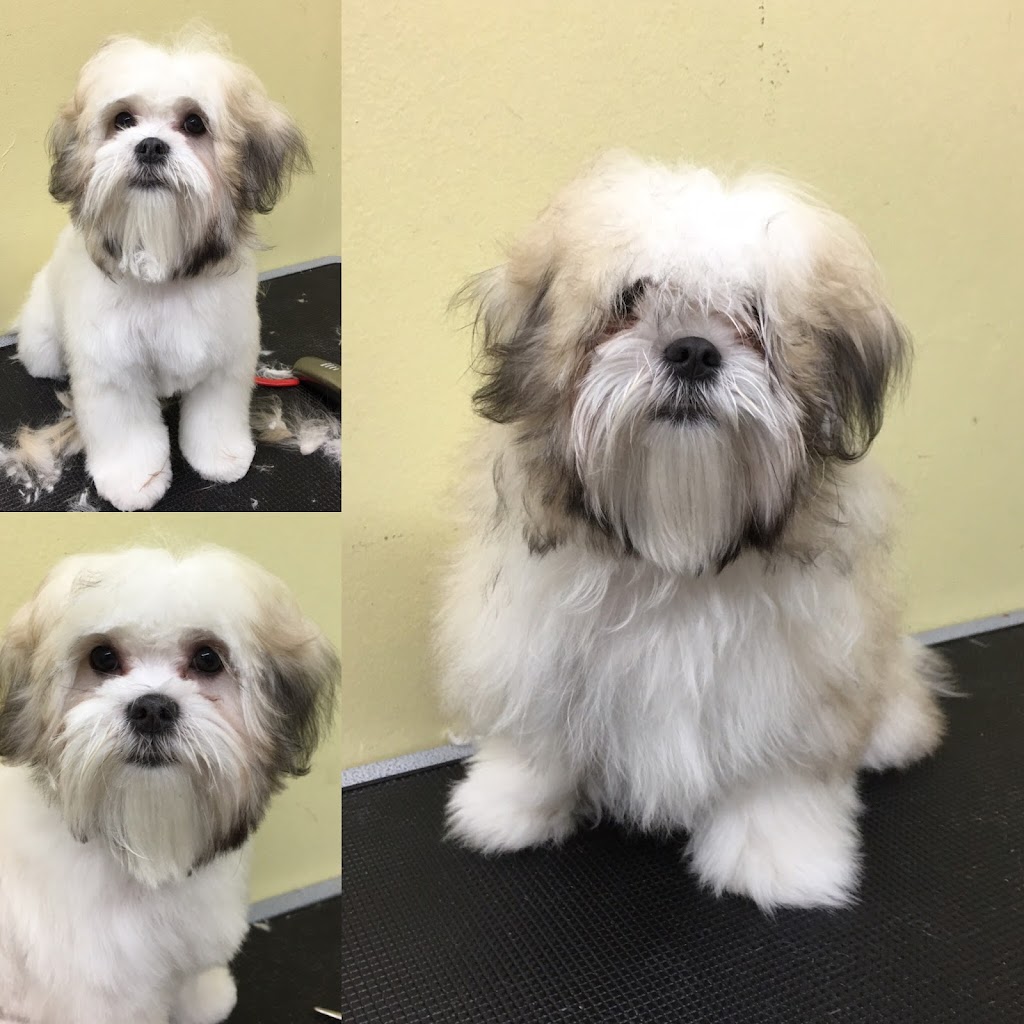 Top Dogs Pet Grooming Salon | 628A The Queensway, Etobicoke, ON M8Y 1K3, Canada | Phone: (416) 255-3647