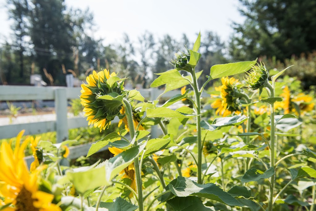 Campbell’s Gold Honey Farm and Meadery | 2595 Lefeuvre Rd, Abbotsford, BC V4X 1H5, Canada | Phone: (604) 856-2125