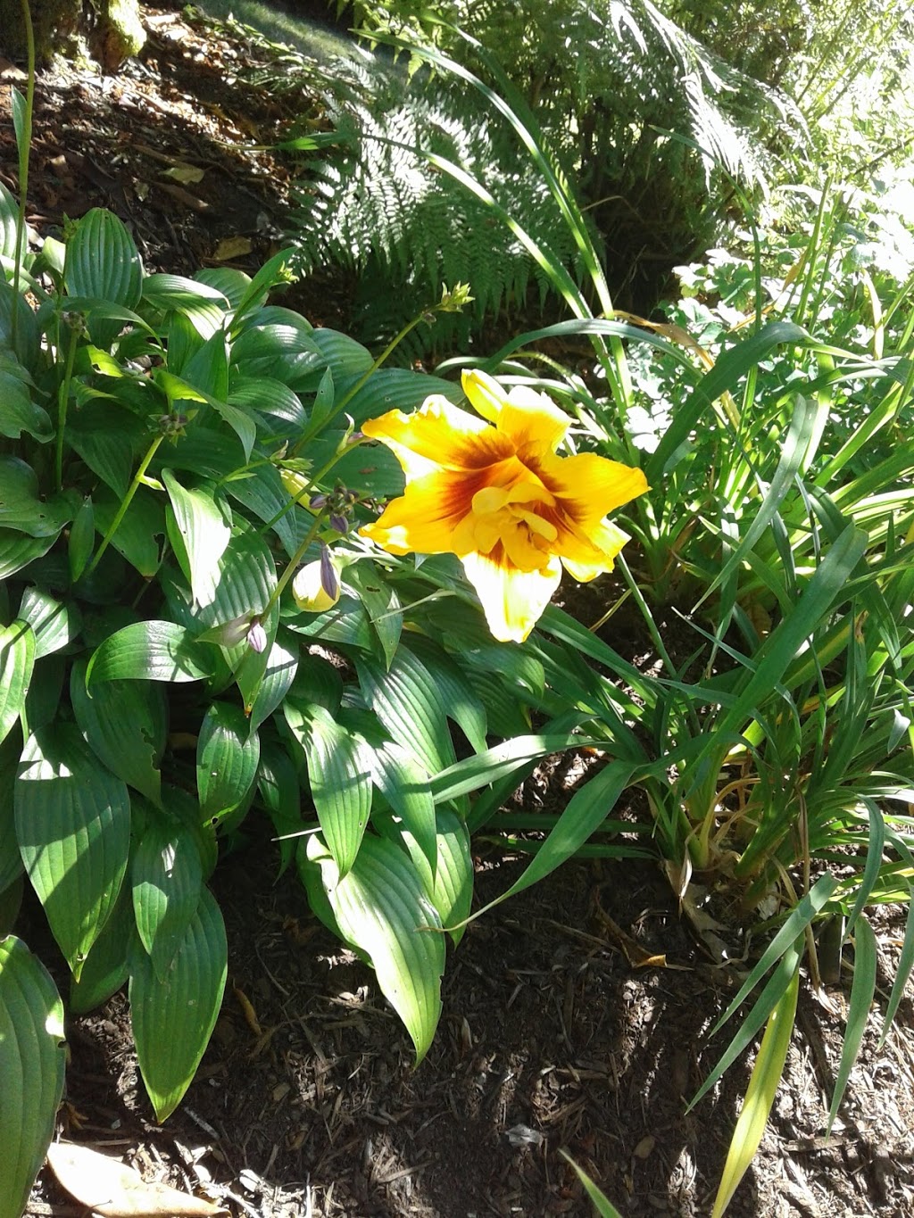 Eriksons Daylily Gardens | 24642 51 Ave, Langley City, BC V2Z 1H9, Canada | Phone: (604) 856-5758