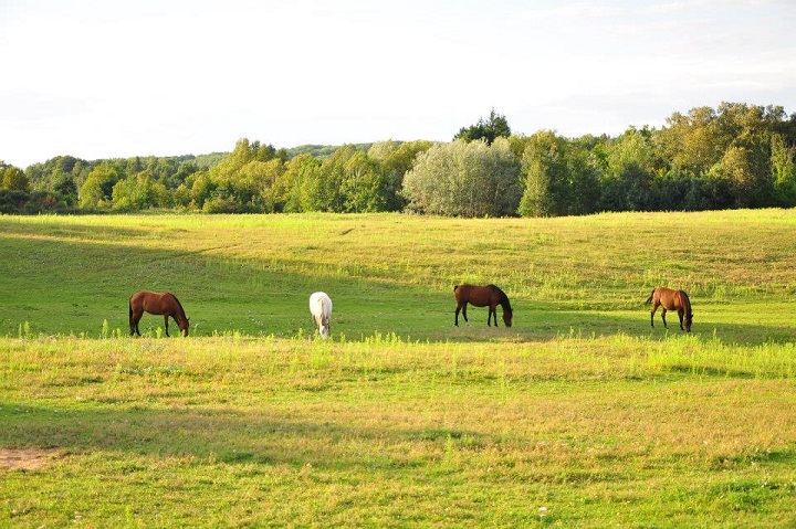 Foymount Farm Accommodations and Equine Retreat | 3837 Foymount Rd, Cormac, ON K0J 1M0, Canada | Phone: (613) 754-2586
