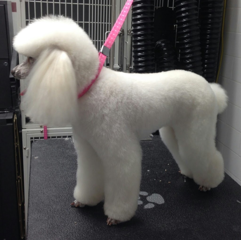 Burlington Dog Grooming | 450 Appleby Line, Burlington, ON L7L 2Y2, Canada | Phone: (289) 230-1233