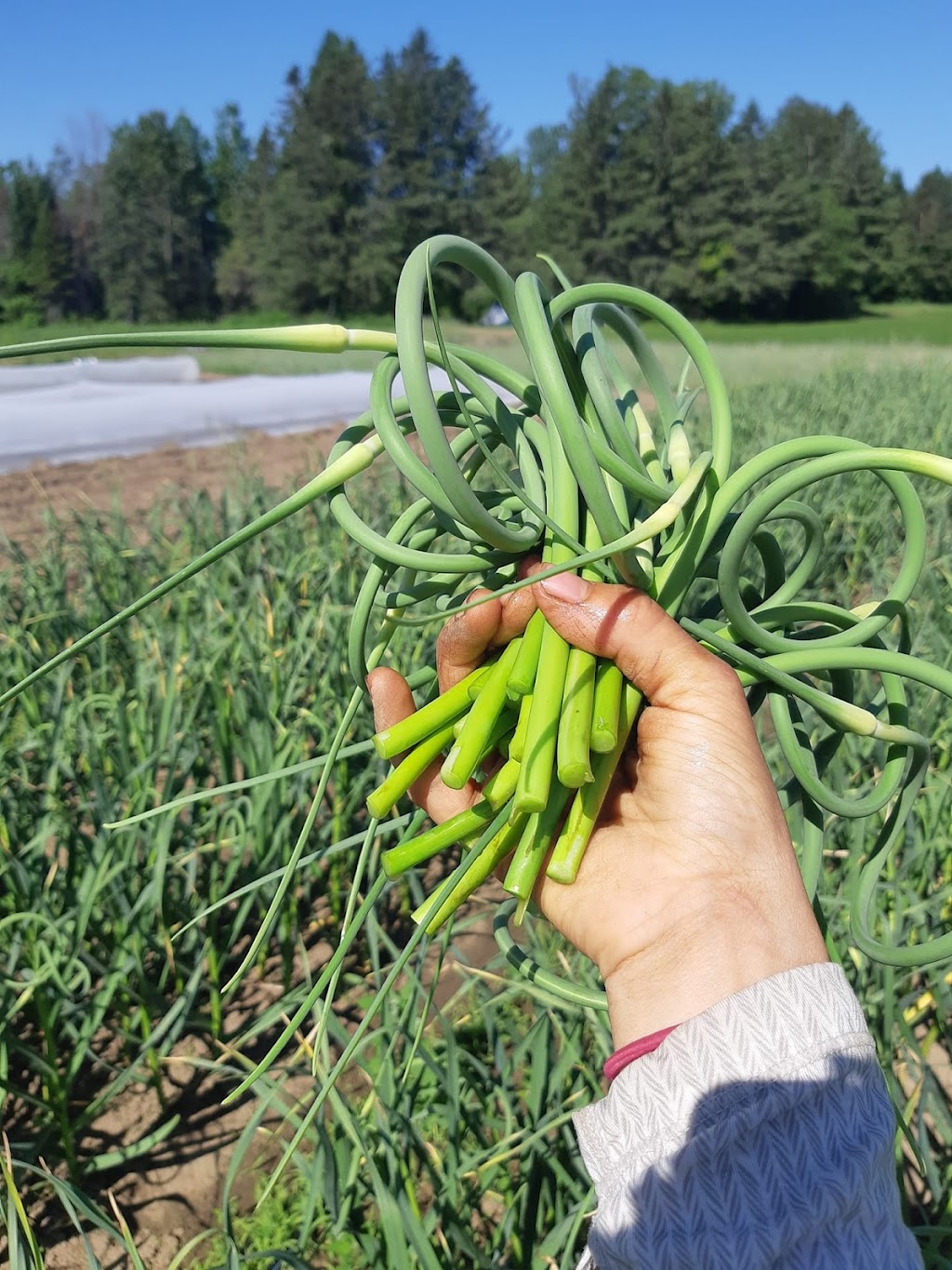 Ferme au septième sol | 1440 Chem. de la Côte Georges, Mascouche, QC J7K 3C2, Canada | Phone: (514) 922-9868