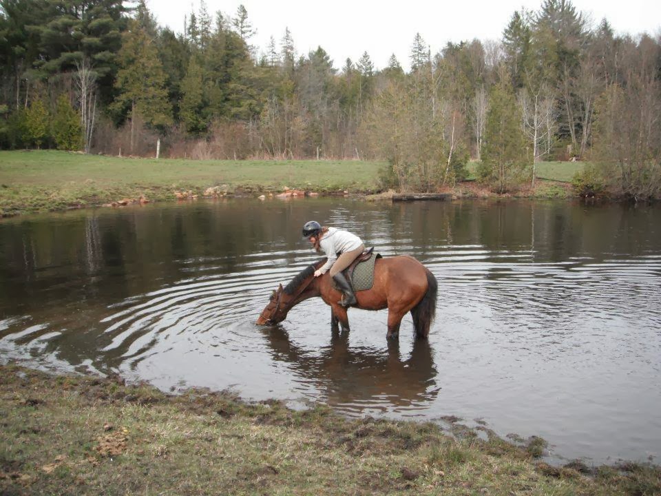 Rocky Top Farm | 3410 ON-118, Bracebridge, ON P1L 1X1, Canada | Phone: (705) 644-9885