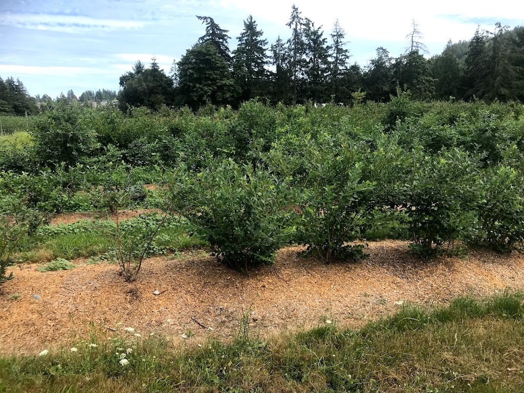 Stewarts Berry Patch | 6283 Oldfield Rd, Saanichton, BC V8M 1X7, Canada | Phone: (250) 652-6768