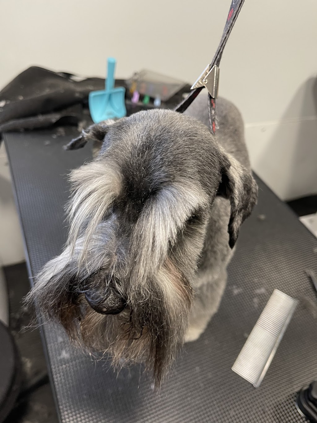 Royal Groomers and Daycare | 500 Royal Oak Dr NW #104, Calgary, AB T3G 0E8, Canada | Phone: (403) 208-4651