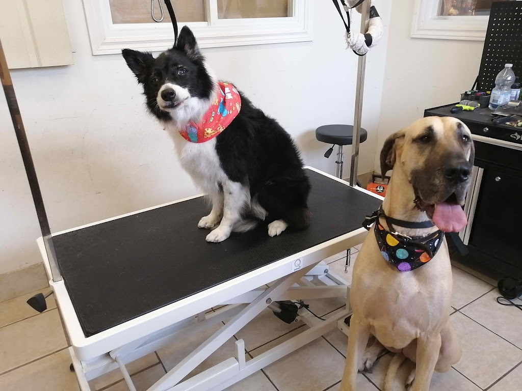 Toilettage canin, félin Véronique et Jennifer | 365 Bd Adolphe-Chapleau, Bois-des-Filion, QC J6Z 1H1, Canada | Phone: (450) 951-2455