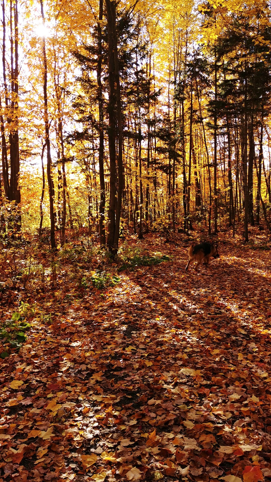 Parc des Goélands | Rue des Sittelles, Victoriaville, QC G6T 1K9, Canada