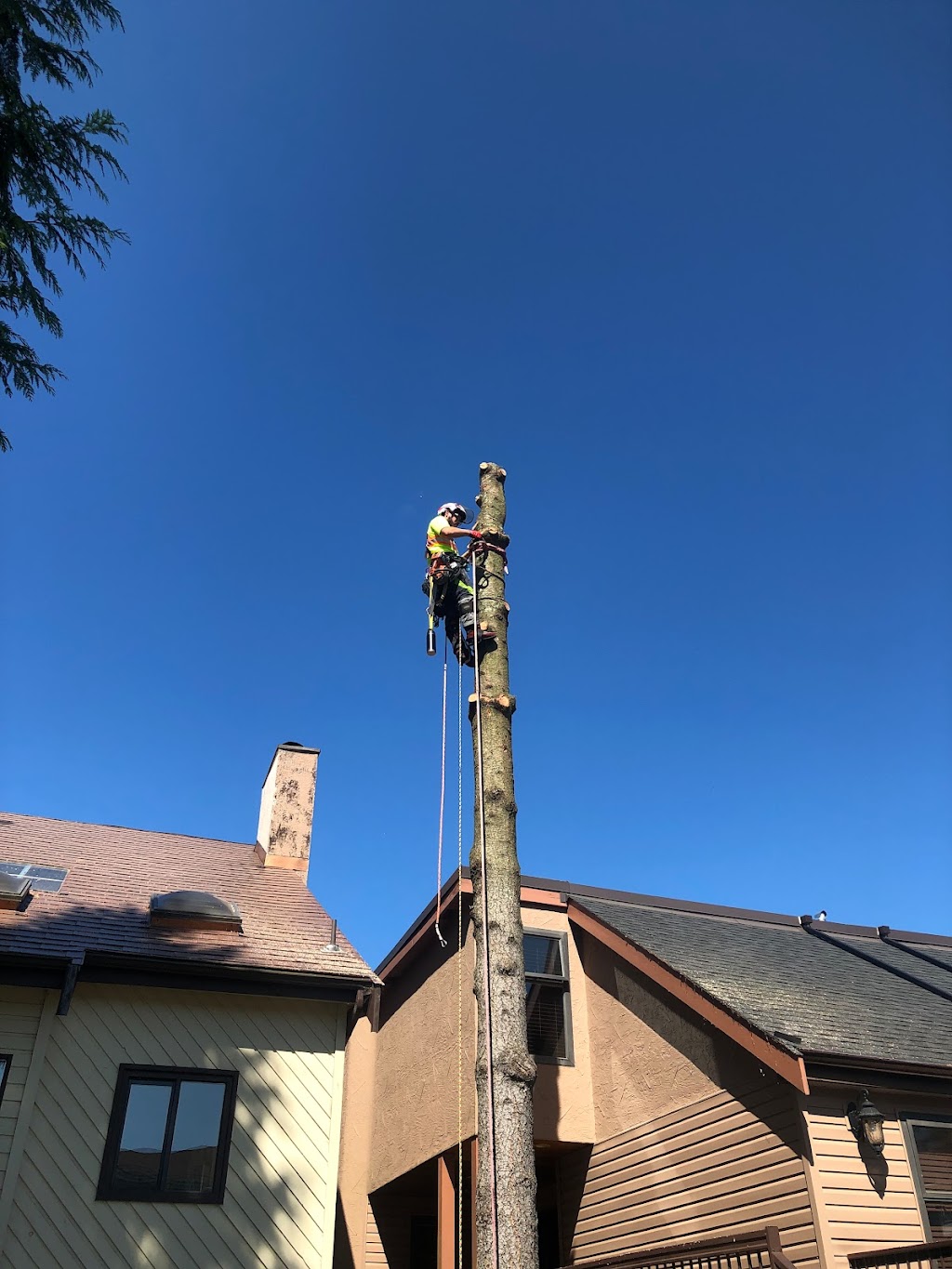 Roots & Connections Tree Service | 1572 Giles Pl, Burnaby, BC V5A 3K6, Canada | Phone: (604) 808-8733