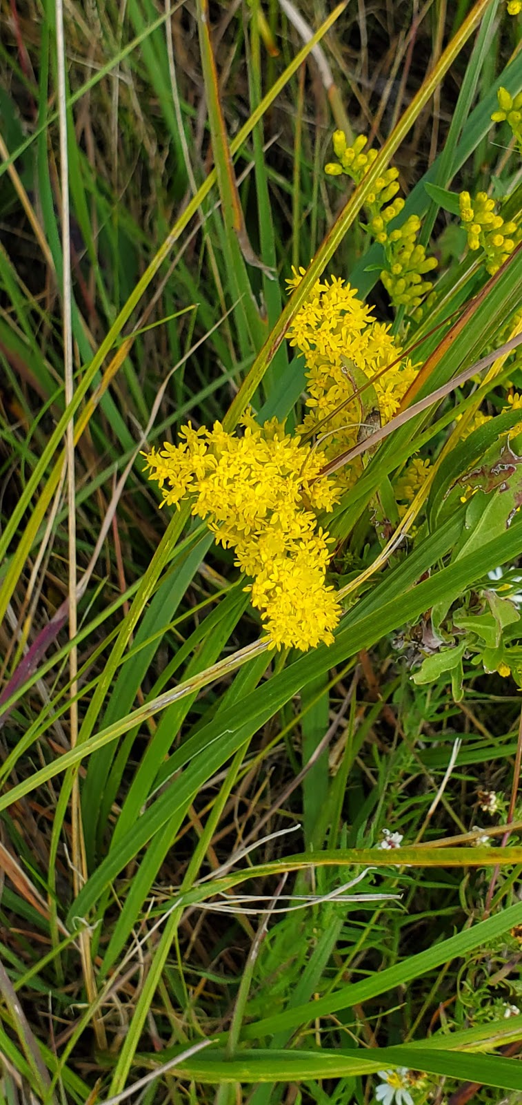 Prairie Tall Grass | Stuartburn, MB R0A 2E0, Canada | Phone: (204) 943-9029