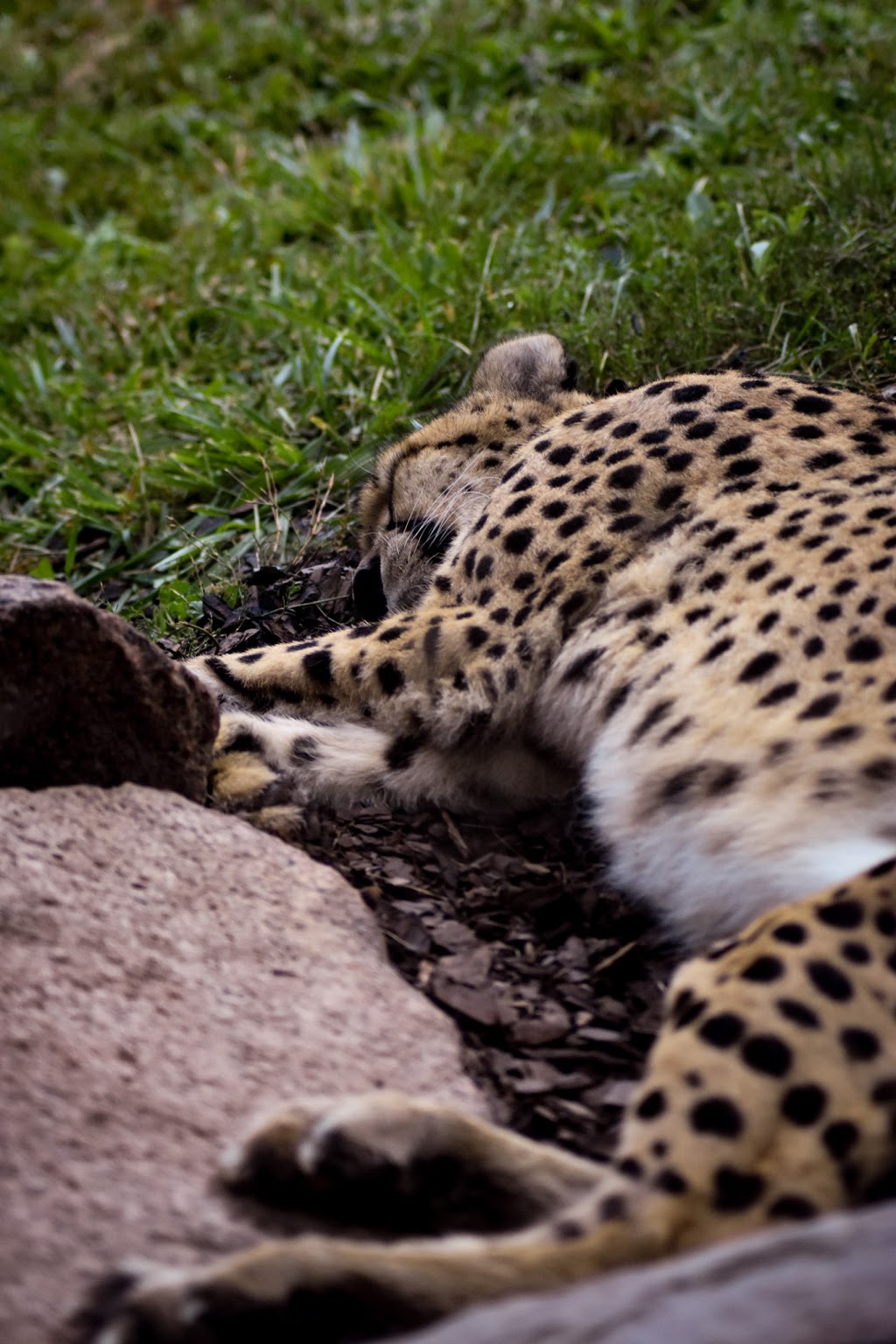 Cheetah Exhibit | 2000 Meadowvale Rd, Scarborough, ON M1B 5K7, Canada | Phone: (416) 392-5929