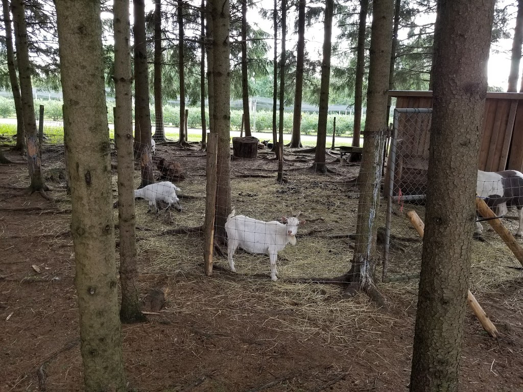 La Ferme Du Pêché Mignon | 110 1er Rang, Saint-Romain, QC G0Y 1L0, Canada | Phone: (418) 486-2451