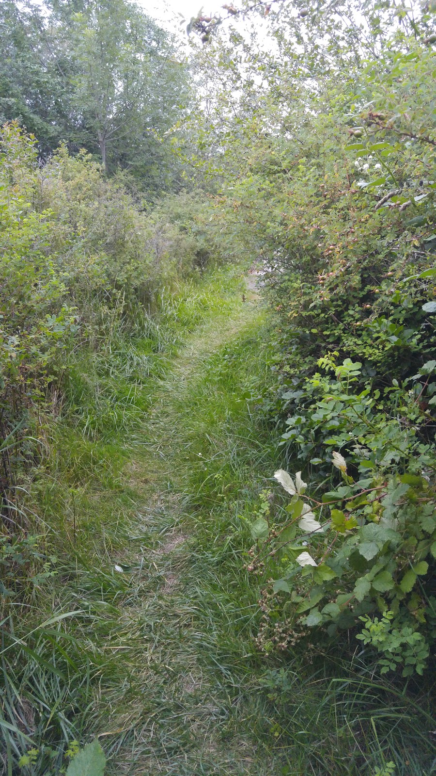 Weeks Wetland Preserve | 35-43 Weeks Point Way, Lopez Island, WA 98261, USA