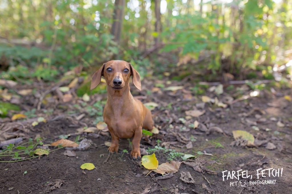 Farfel, Fetch! Pet Photography | 20176 68 Ave, Langley, BC V2Y 2X7, Canada | Phone: (778) 878-0959