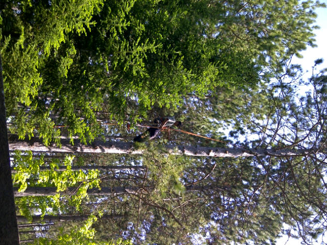 Joes Tree Service | 513388 2nd Line, Amaranth, ON L9W 0S4, Canada | Phone: (519) 940-0804