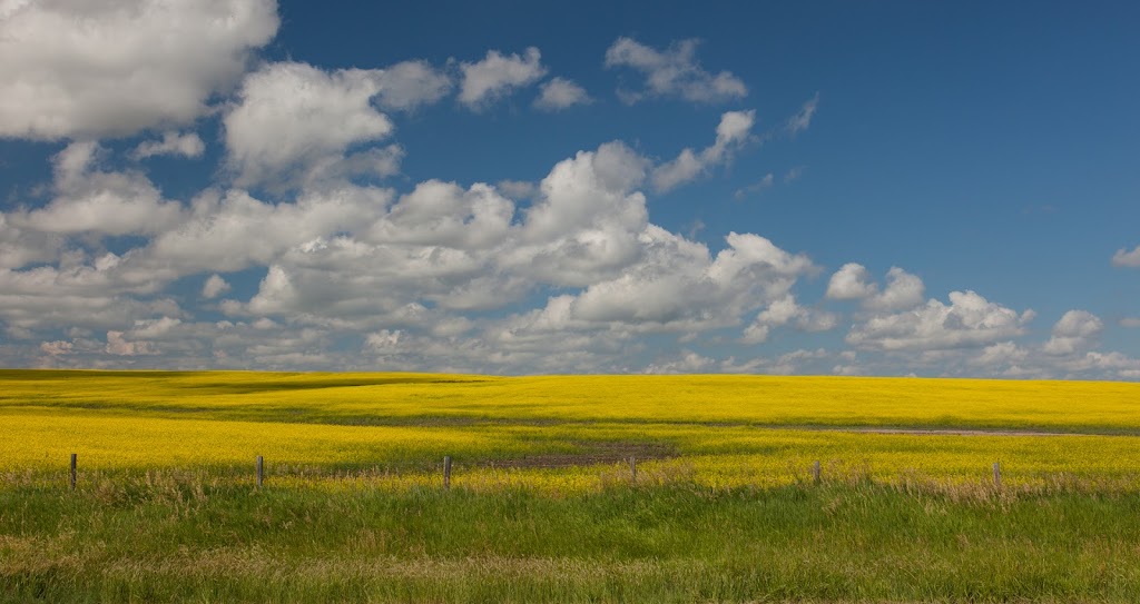 Western Soybean Granum | Range Rd 270, Alberta T0L 0T0, Canada | Phone: (403) 682-7183