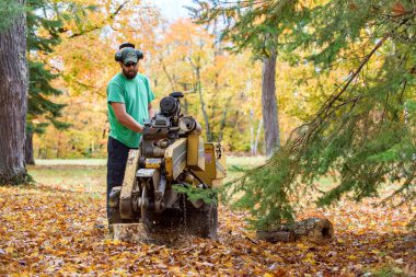 Grinder up Stumps | 83 Clearwater Lake Rd, Port Sydney, ON P0B 1L0, Canada | Phone: (705) 380-2169