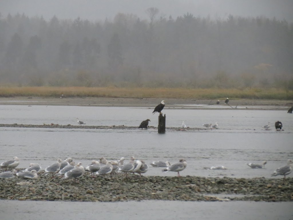 Fraser River Safari Eagle Tours November & December launch area | Kilby Rd, Kent, BC V0M 1L0, Canada | Phone: (866) 348-6877