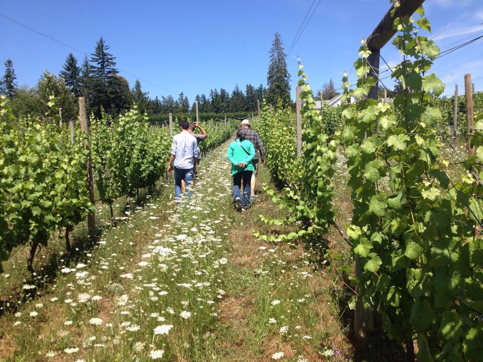 Emandare Vineyard | 6798 Norcross Rd, Duncan, BC V9L 6C3, Canada | Phone: (250) 597-4075