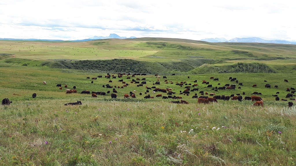 Fishburn Ranch grass-fed beef and bed & breakfast. | Box 2622, Pincher Creek No. 9, AB T0K 1W0, Canada | Phone: (403) 627-9887