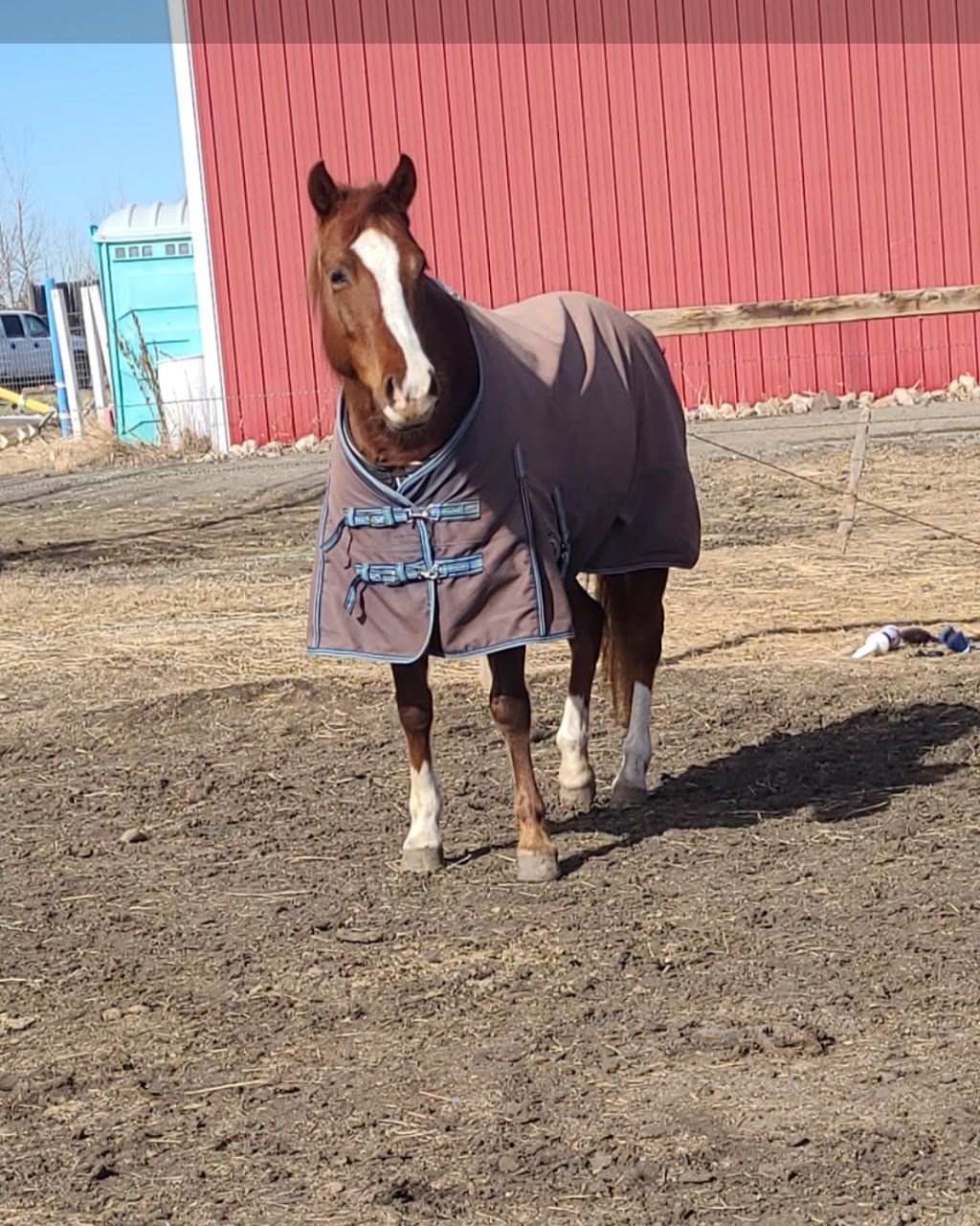 Wheatland Equestrian | 253028A, AB T1P 1K5, Canada | Phone: (403) 993-9222