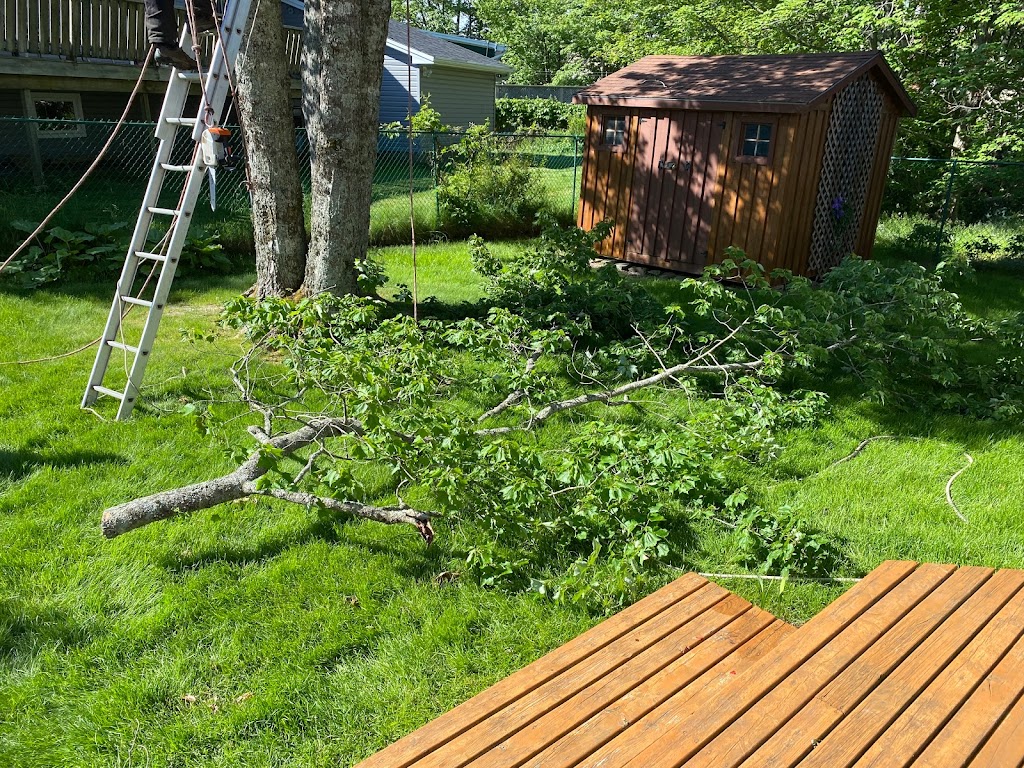 A-1 Tree Care | Princeton Ave, Halifax, NS B3R 1Z9, Canada | Phone: (902) 477-9896